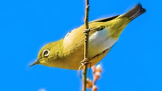 野鳥撮影0126E【メジロの鳴き声】鶴見川でエナガ、アオジなど。見事なマルガモのオス