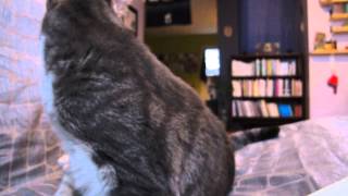 2012 04 mtrl cat pangu - reaction
