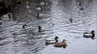 Hin-hin au parc d'Isle, St Quentin