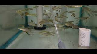 Threadfin rainbow Iriatherina werneri.Buy online pick up at your favorite local shop. relaxing music