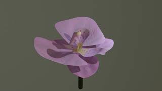 Orchid (Carlos Beta microtonal 10/16 beat)
