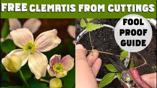 How to PROPAGATE CLEMATIS: clematis cuttings made easy in this step-by-step instructional tutorial.