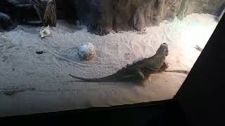 Rhinoceros Iguana
