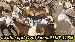 #gujjaribreed#bakrifarm#goat#sirohisojatgoatfarm#sheep#9413644935