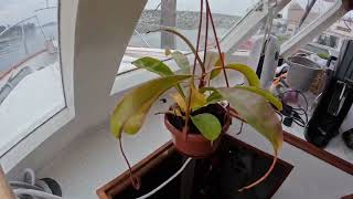 30 Days with a Chinese Pitcher Plant | Growing with the Tides