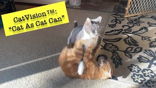 Wrestlemania But With Cats (live commentary from Stupid Human™️)