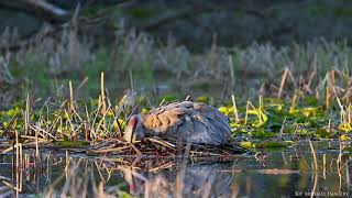 Nature Can't Be changed #nature #wildlife #youtube #animals #hunter