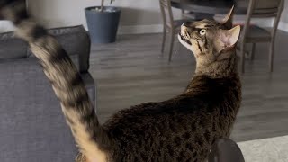 What Is She Meowing At?!  She’s Meowing Nonstop. Savannah Cat Meow