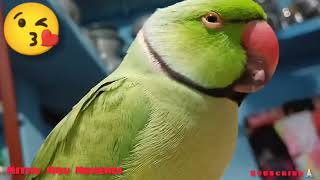 #parrot°_^sleeping_^°🥱🥰🥰 #@mithumou_33 ❤️plz🙏🏻subscribe my channel 🙂