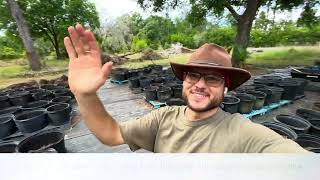 How I Grow Moringa in Pots | Step-by-Step Nursery Setup
