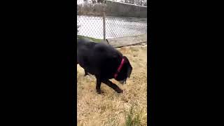 Shelby RUNNING!  March 3, 2017