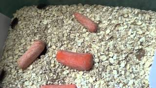 Worm Breeding Project Update 6/24/2013 Gecko Guy-