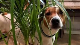 Dog's bizarre reaction to plant is a head scratcher