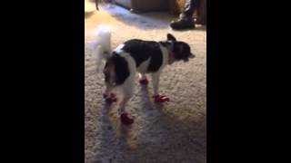 Kawi the Chihuahua wearing shoes walking funny