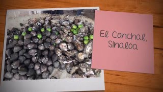 Patas y Ostiones  El Conchal, Sinaloa