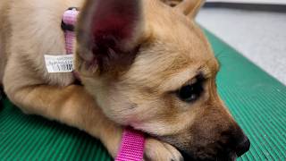 ✨ A Quest for a Furever Home! ✨