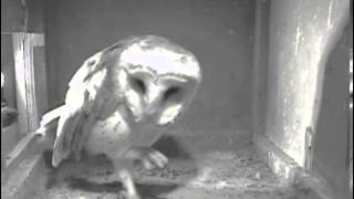 Owlchannel/ Hans and Uma together at the box