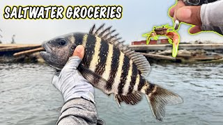Quick Meat Trip For Sheepshead Using Fiddler Crabs (Kayak Fishing Tampa)