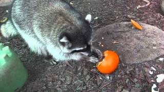 yogibear and pumpkin