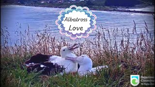 Albatross Love (2020.01.30) - Royal Albatross Cam - NZ Dept of Conservation - Cornell Lab