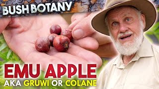 A Fruit of Many Names: Emu Apple (Gruwi, Colane) - Bush Botany @ Lightning Ridge