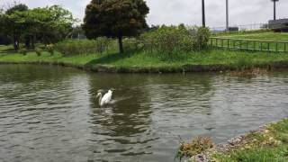 feeding fish at comprehensive park