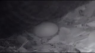 There's An Egg In Jollyville
