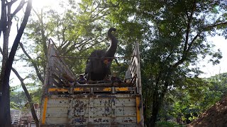 Rescued Elephants Apple and Mae Noi Arrive at Elephant Nature Park - ElephantNews
