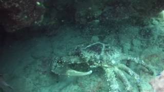 Barnicle Bill the crab