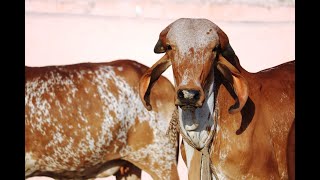 GIR BULL ARYA | ARYA GIR BULL |SAGVADI GOUSHALA |9913191340 | ARYAMAN | FARMING LEADER | KISAN SAFAR