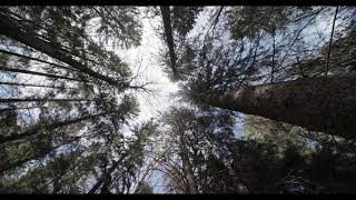 GUIDED MEDITATION