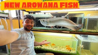 finally new arowana fish added 😃 #arowana #fishpetsvlog