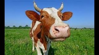 Cows can cure disease: Paul Maul skit