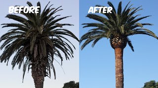 tree stump removal Shailer Park Is Here tree stump removal Shailer Park