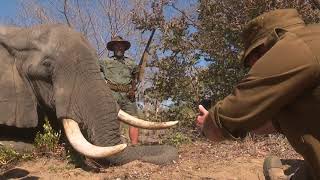 Jofie Lamprecht Safaris - taken on a single safari in Caprivi - Cape buffalo, huge elephant & more