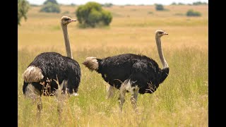Ostrich Farm in Africa - Ostrich Sounds - Africa Bird Sounds