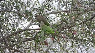 Brown-headed parrot feeding young.