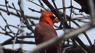 Male Cardinal Continues Singing