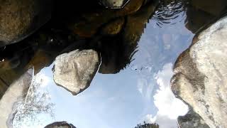 The Water Insect Captured on 17.02.2019 by Micromax Dual 4