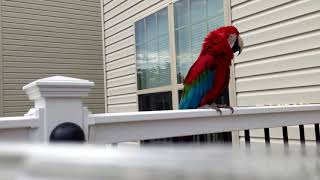 Talking With Red macaw Parrot | Beautiful and Amazing Birds in the World