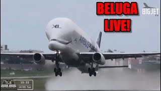 BELUGA LIVE AT HEATHROW!
