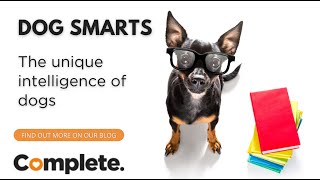 Dog Smarts