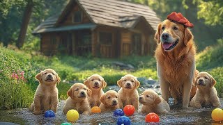 12 Hours Of Dog TV For Dogs To Watch 🐶 Dog Calming Music 💖 Anti Separation Anxiety Relief Music