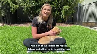 The Puppy Raising Experience
