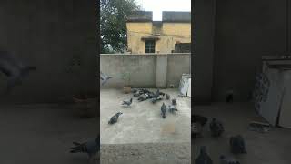 Highlight 6:15 – 11:15 from Gauravi Gauri&ravi is live good morning and birds  lovers 💕 friends e kl