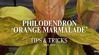 PHILODENDRON ‘ORANGE MARMALADE’Proven Care, Variegation Stability & Growth Strategy