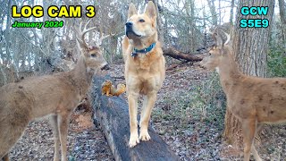Wildlife Log Camera 3 January 2024 S5E9 #trailcam #wildlife