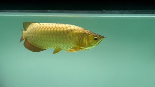Gold Arowana fish | Beautiful 24K Golden Head Arowanas