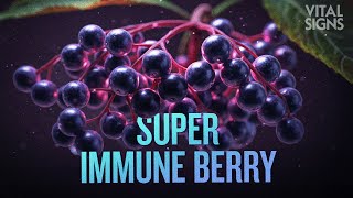 How to Use Elderberry to Relieve Colds, Flu, and Pain | Trailer | Vital Signs