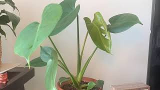 Time-Lapse: Monstera Leaf Unfurling